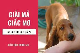 Giải mã giấc mơ bị chó cắn đánh đề số gì? Giải đáp giấc mơ