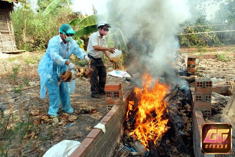 Có thể là phải tiêu hủy những chú gà bị bệnh.