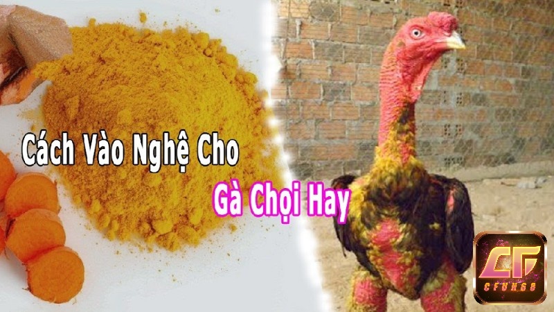 Cách vào nghệ cho gà chọi chuẩn nhất