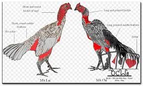 Cách xem tướng gà đá – kinh nghiệm chọn gà đá chuẩn chỉnh