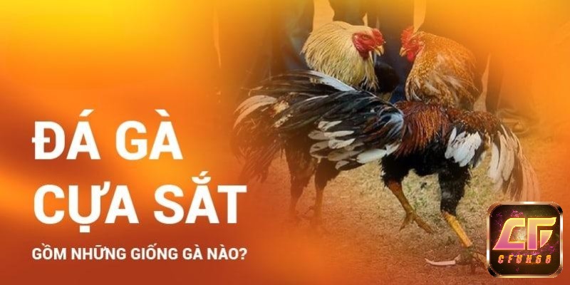 Đá gà cựa sắt là gì?Đá gà cựa sắt gồm giống gà nào?