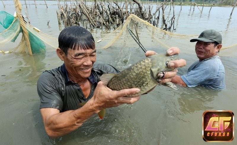 Giấc mơ bắt được cá mang lại sự may mắn