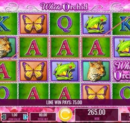 White Orchid slot: Giải mã bí ẩn của loài hoa lan trắng