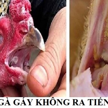 Cách chữa gà chọi gáy không ra tiếng: Phương pháp hiệu quả