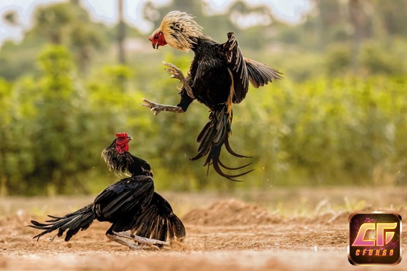 Kỹ năng đá tốt của gà nhật nguyệt là nhờ trải qua quá trình huấn luyện