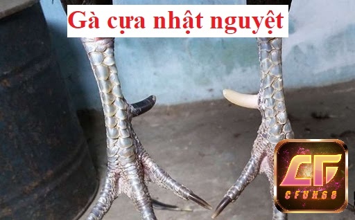 Gà đá cựa nhật nguyệt là một giống gà chiến được ưa chuộng