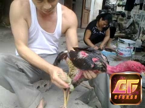 Cách vần gà chọi - Vần gà bằng tay là phương pháp giúp tăng trưởng cơ bắp cho gà