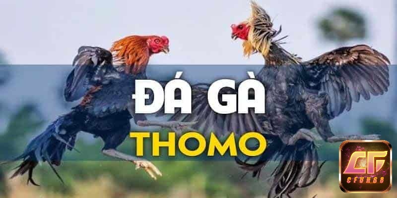 Luật chơi đá gà thomo quy định những gì?